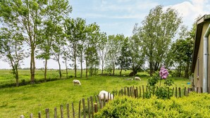 Een omheind weidegebied met schapen die grazen en bomen.