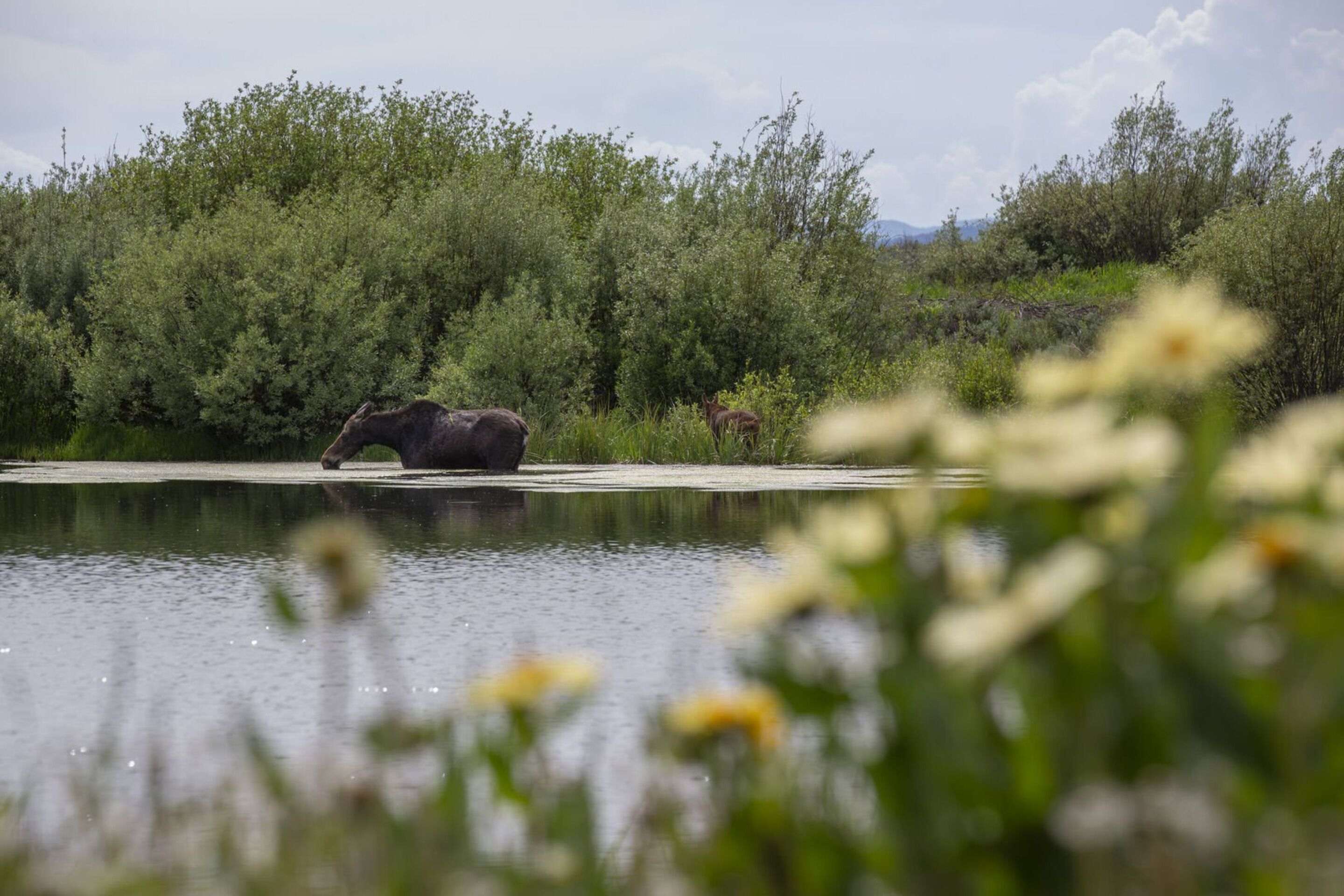 A moose by a calm body of water with dense greenery in the background.