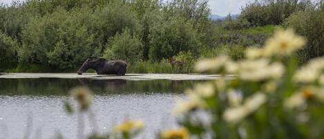 A moose by a calm body of water with dense greenery in the background.