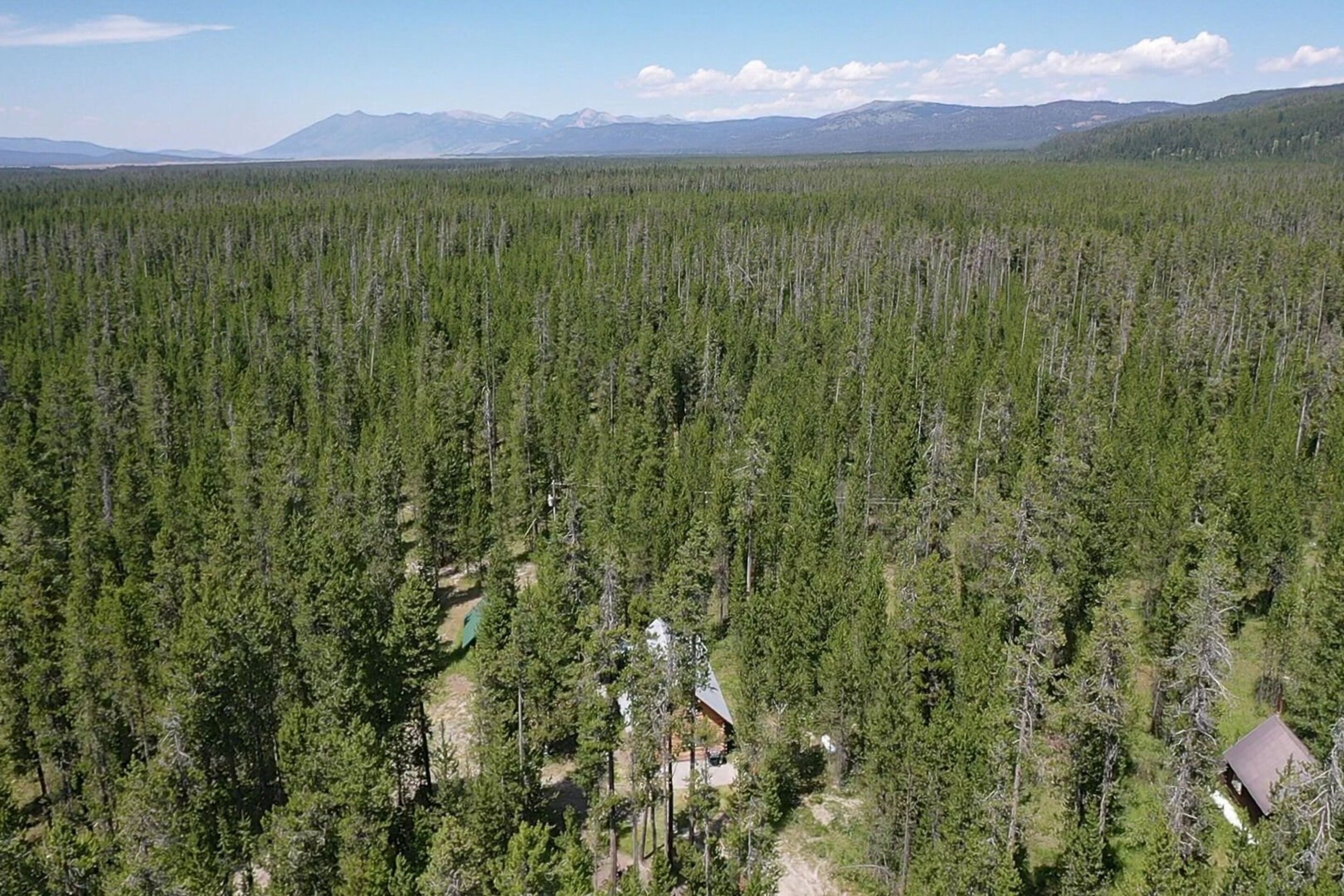 A forested area with a cabin surrounded by dense trees.