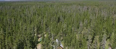 A forested area with a cabin surrounded by dense trees.