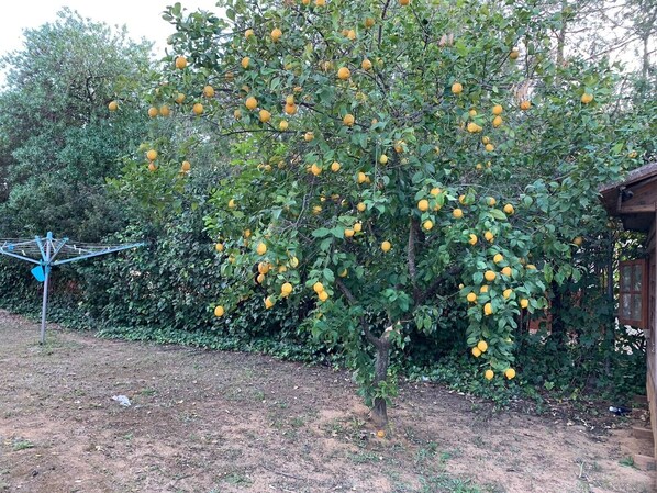 A tree with numerous yellow fruits, a metal structure, and a wooden building in the background.
