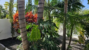Ein tropischer Garten mit Palmen und üppiger Vegetation.