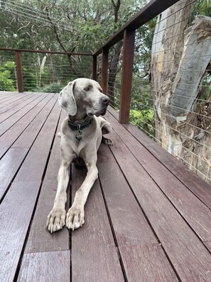 Pets love our safe and secure deck