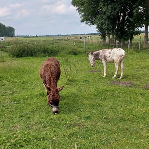 A grassy field with two cows, one grazing and one standing. - Appartement Ottermeet (Ihlow)