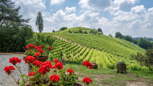 Viñedo con hileras de vides en una ladera, un cuerpo de agua y flores rojas en primer plano.