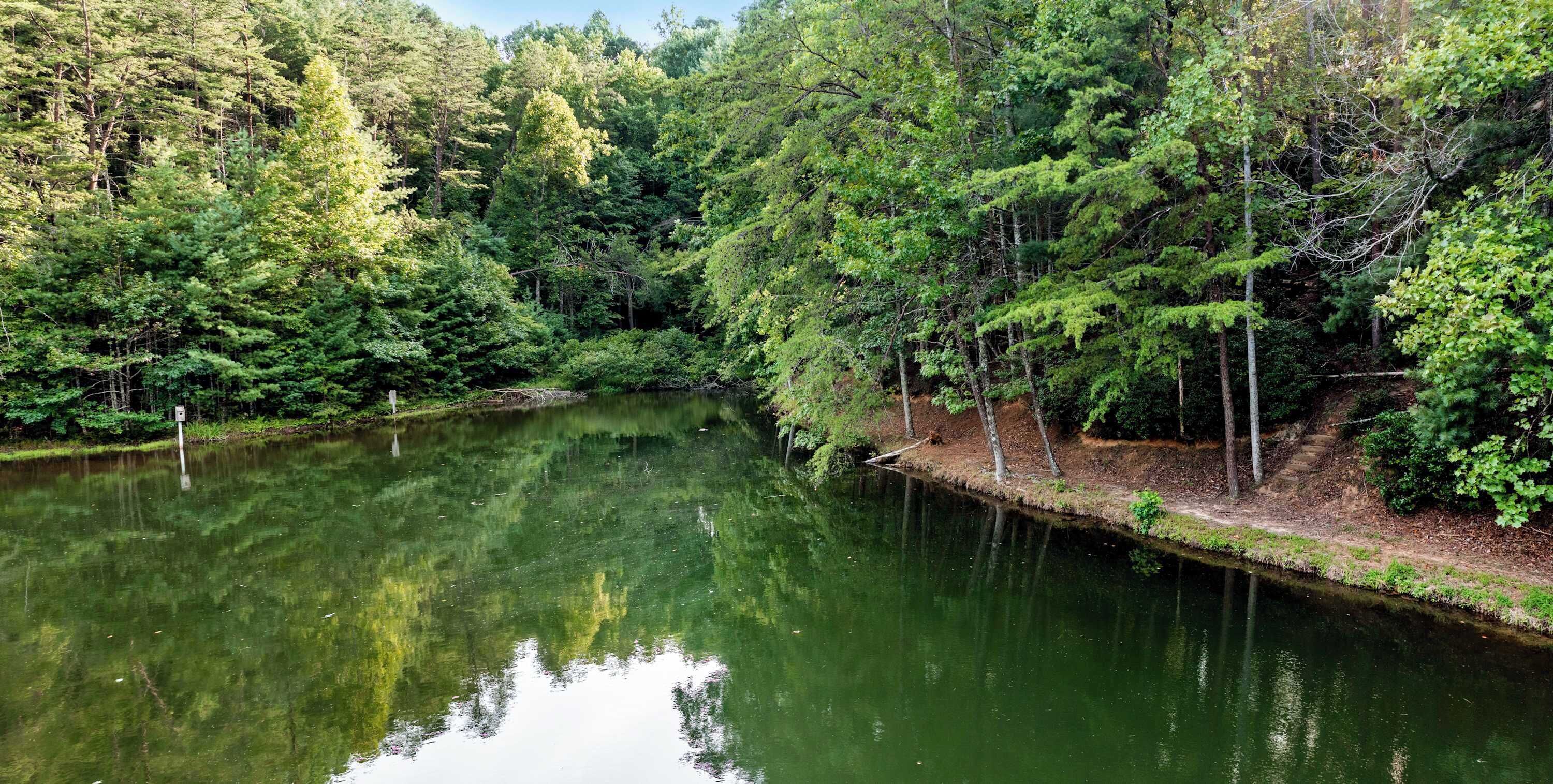 Une rivière paisible, bordée d’une forêt dense.