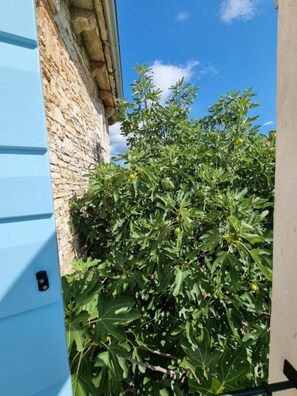 Eine Steinsäule neben einem blauen Gebäude, im Vordergrund ein dichter Feigenbaum.