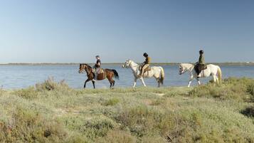 Three horses and riders walking along a water body with a grassy foreground.