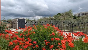 A garden with red poppies and a metal fence. - MiTuCasa Holiday Apartment in Rome (Vitinia)