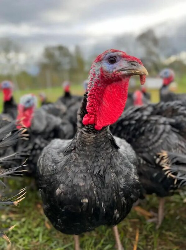 A close-up of a turkey with a red wattle and grey feathers, surrounded by other turkeys in a grassy outdoor setting.
