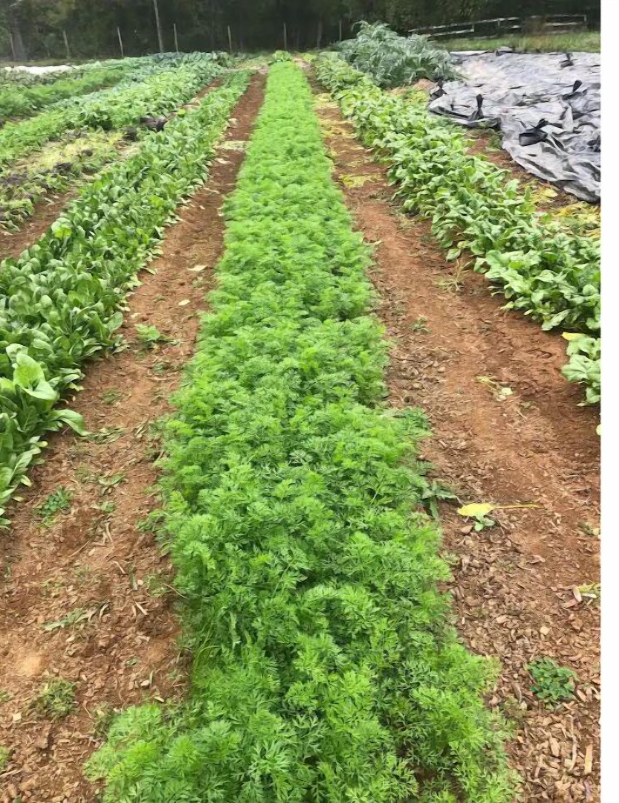 A garden with rows of leafy greens and a tarp-covered area.