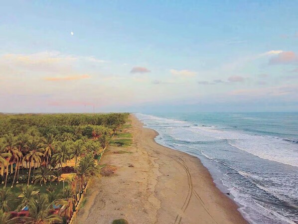 A beach with a clear sky, palm trees, and a sandy shore.