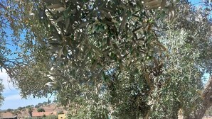 A hammock under an olive tree with a person and a dog. - Monte Típico Alentejano (Escoural)