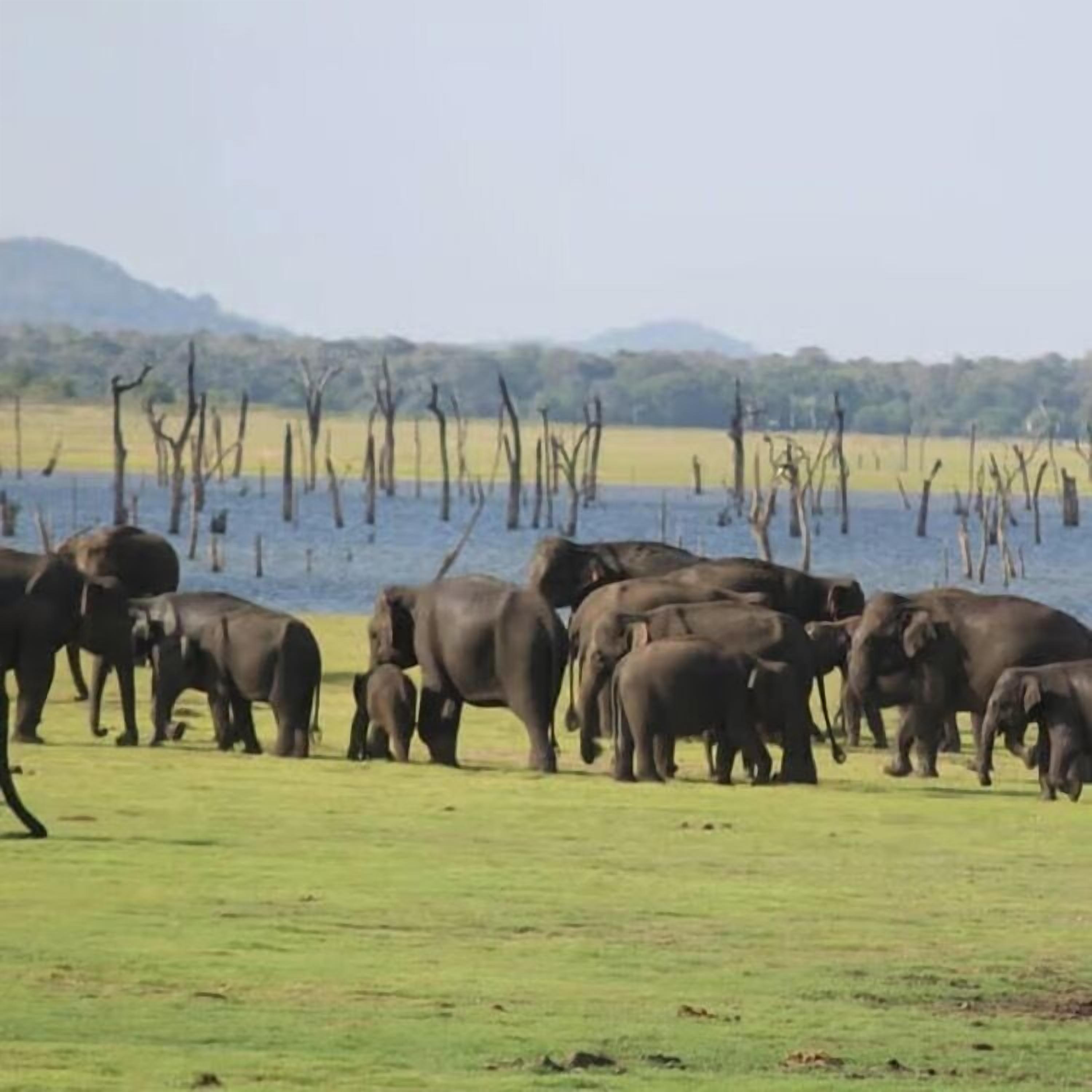 A group of elephants in a grassy area with a body of water and trees in the background.