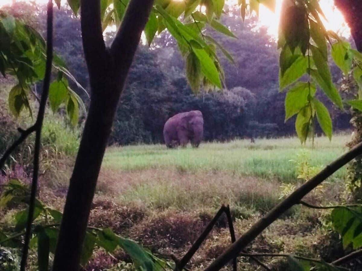 En stor elefant på en gräsklädd slätt med träd i förgrunden.