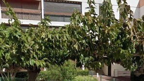 A tree-lined street with a building in the background. - One-bedroom flat with terrace and parking space, 400 metres from the port - 4RS207 (SAINT CYPRIEN PLAGE)