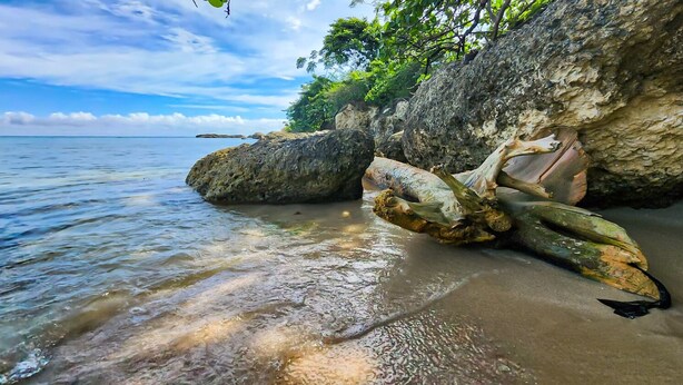 A rocky shoreline with clear water and a large fallen tree trunk. -  Ocean-Front Villa~ Beach, Pool, Tennis, 24hr security, Solar, WiFi, playground (Lucea)