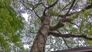 Uma árvore em frente a um edifício com uma janela grande e uma porta.