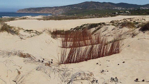 A coastal landscape with sand dunes, sparse vegetation, and distant hills.