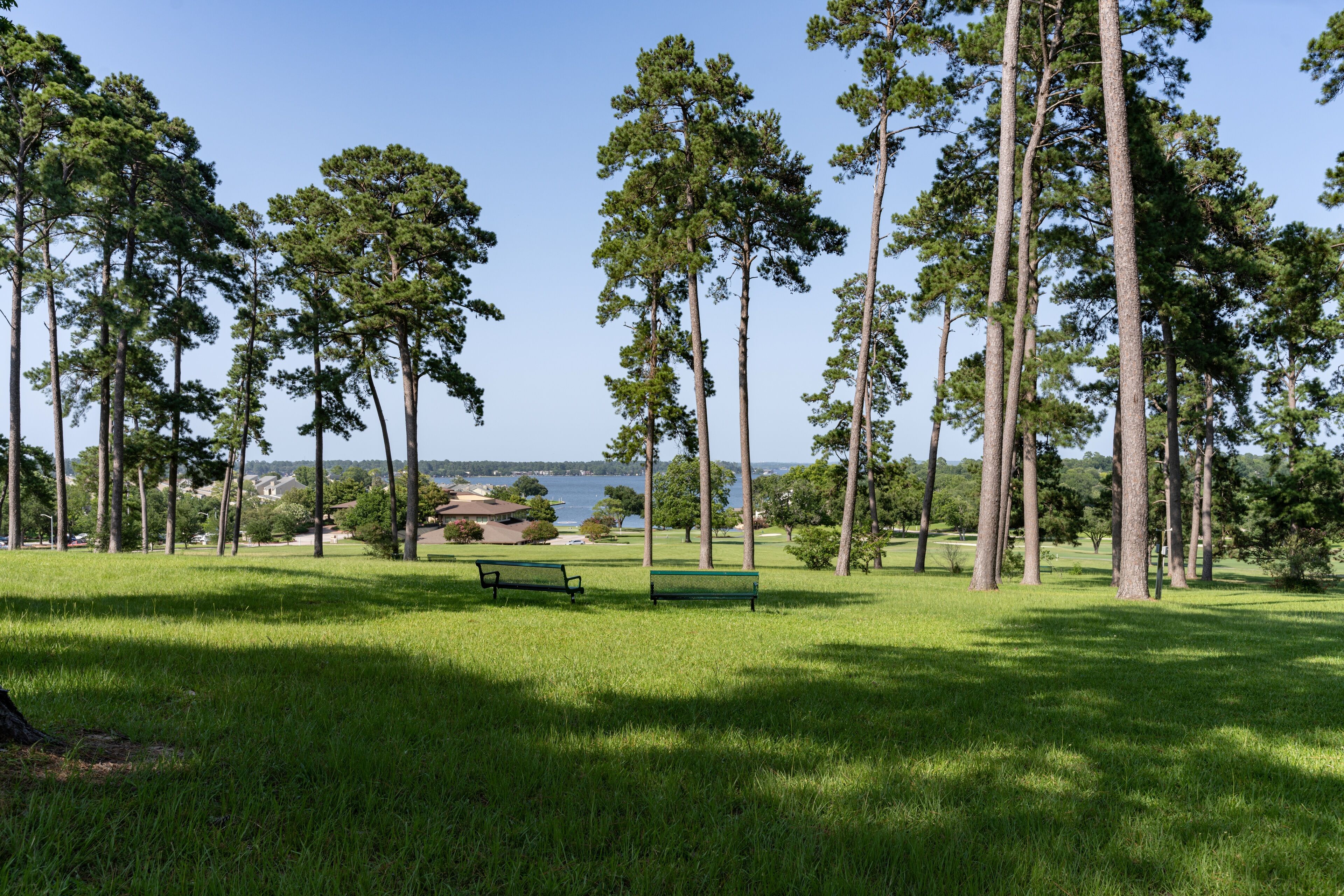 A park with tall trees, a grassy area, and a bench.