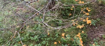 1 Bedroom Private vacation home in Krakaudorf