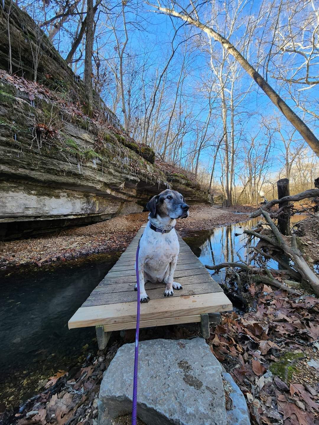 Ein Hund sitzt auf einer hölzernen Pier an einem ruhigen Fluss, umgeben von Bäumen und Steinen.