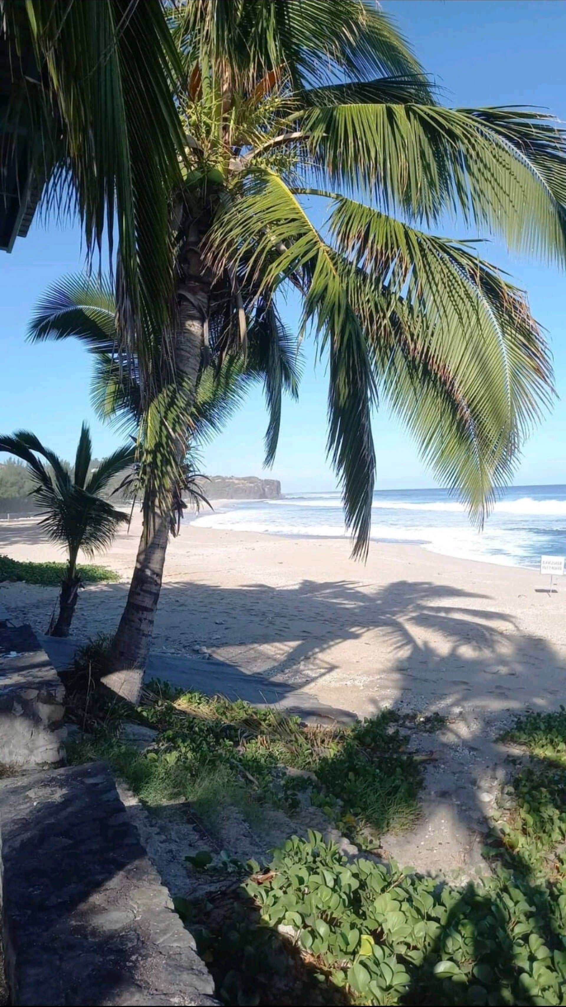 Une plage bordée de palmiers, offrant une vue dégagée sur l’océan.
