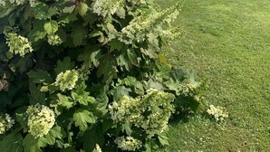 A well-maintained garden with a variety of plants and a neatly trimmed hedge. - Loft 1er Étage (Andernos-les-Bains)