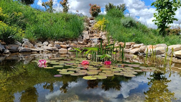 A pond with lily pads and pink water lilies, surrounded by rocks and greenery.