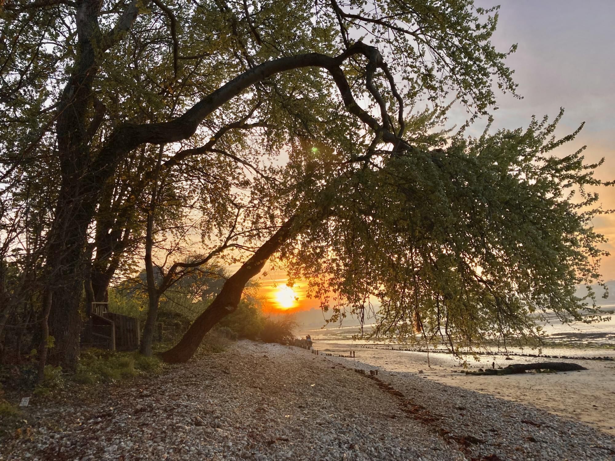 A gravel path leading to a beach with a sunset in the background.
