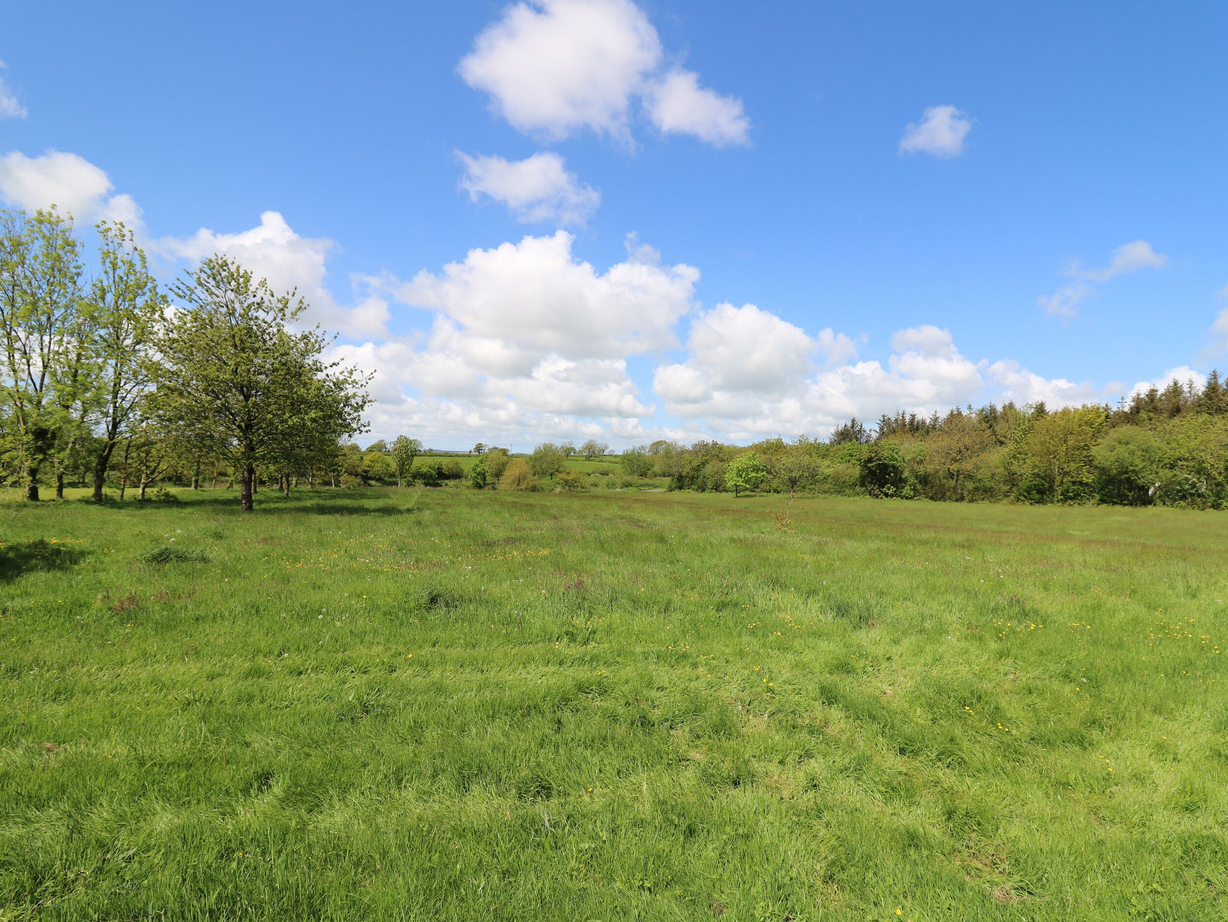 A grassy field with trees and a clear sky.