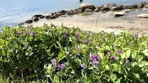 Een strand met helder water, rotsen en paarse bloemen op de voorgrond.