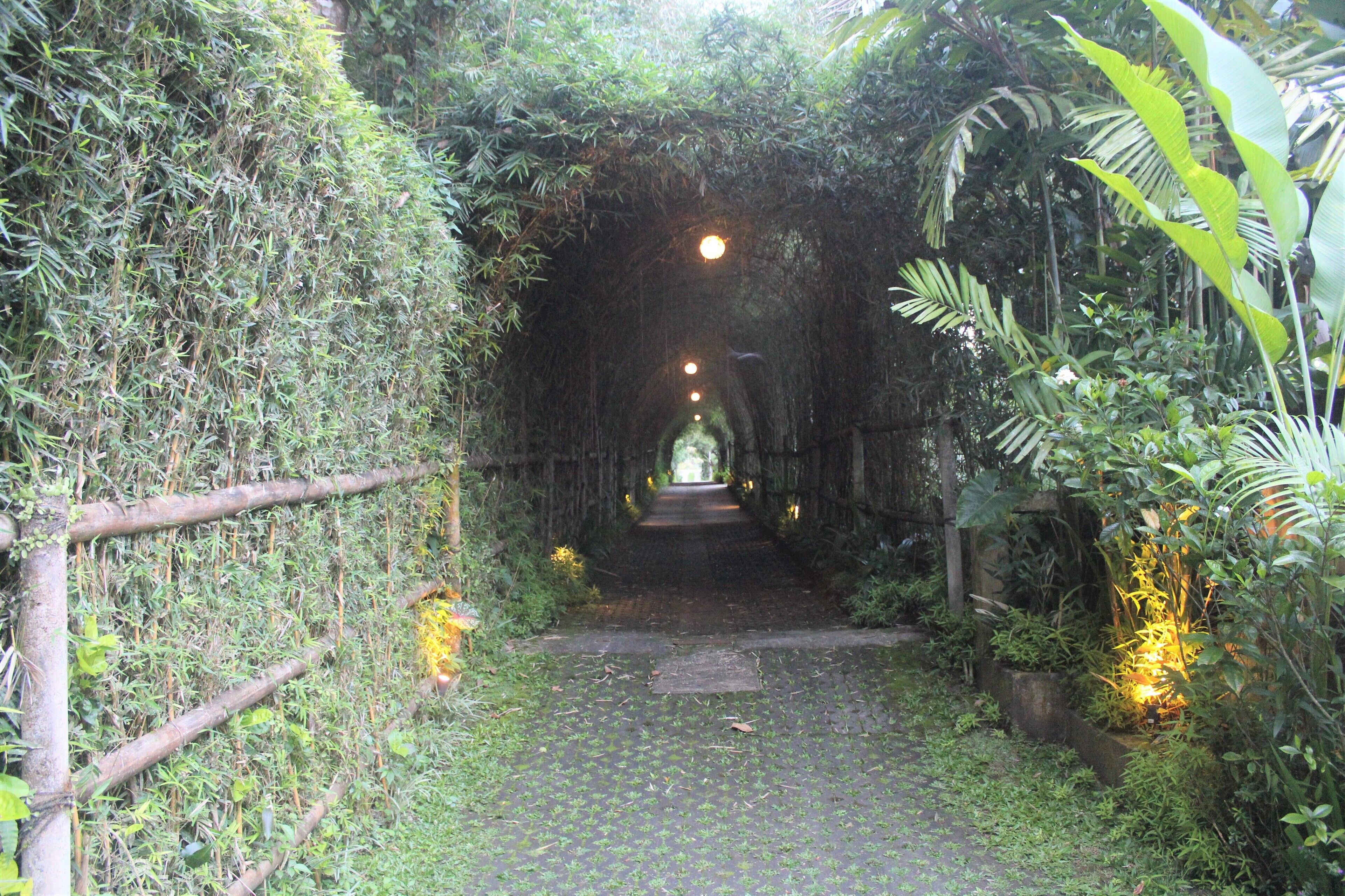 A narrow, covered pathway surrounded by dense greenery, leading to a structure at the end.