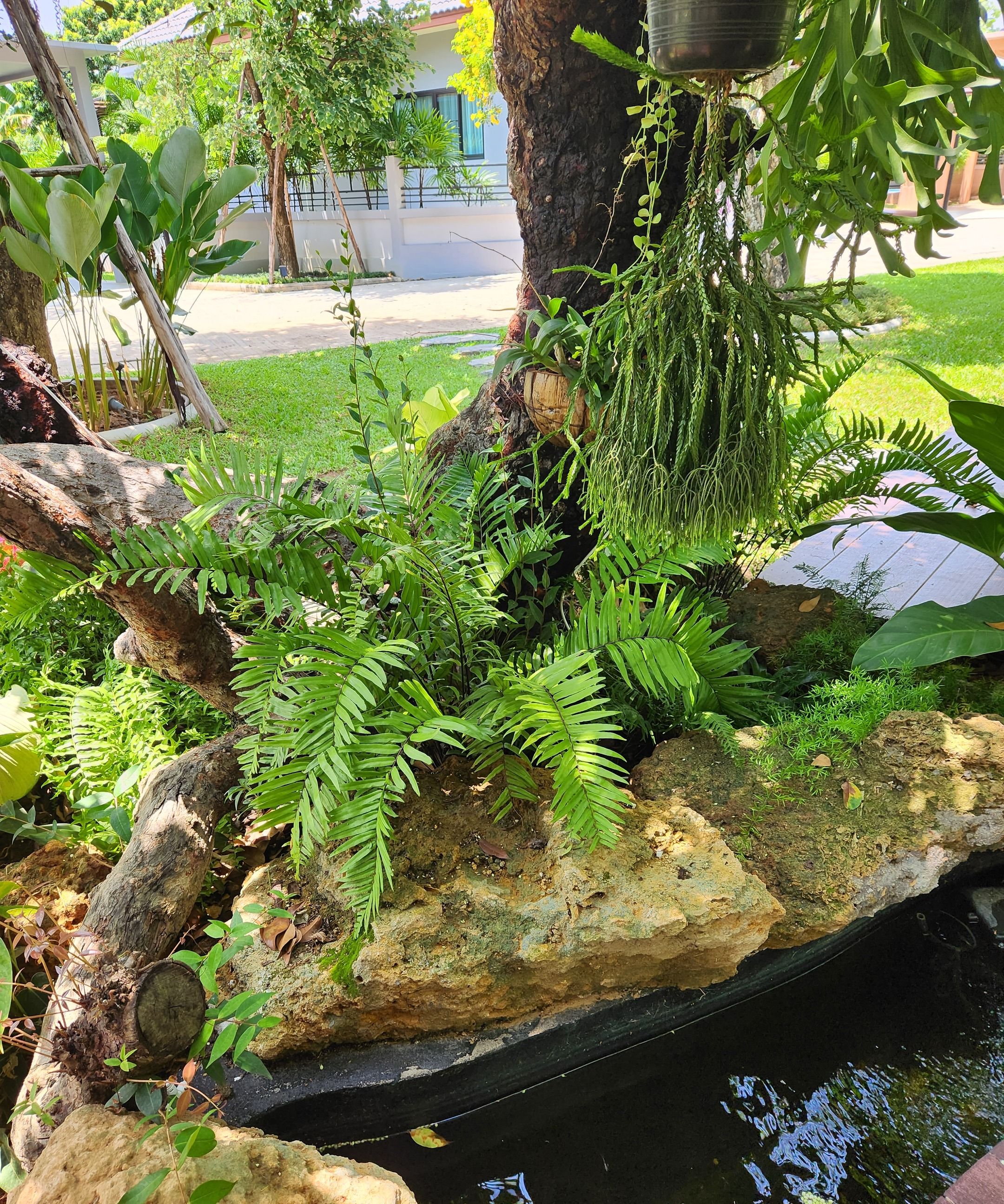 A garden with a pond, ferns, and a tree.