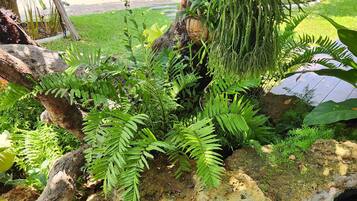 A garden with a pond, ferns, and a tree.