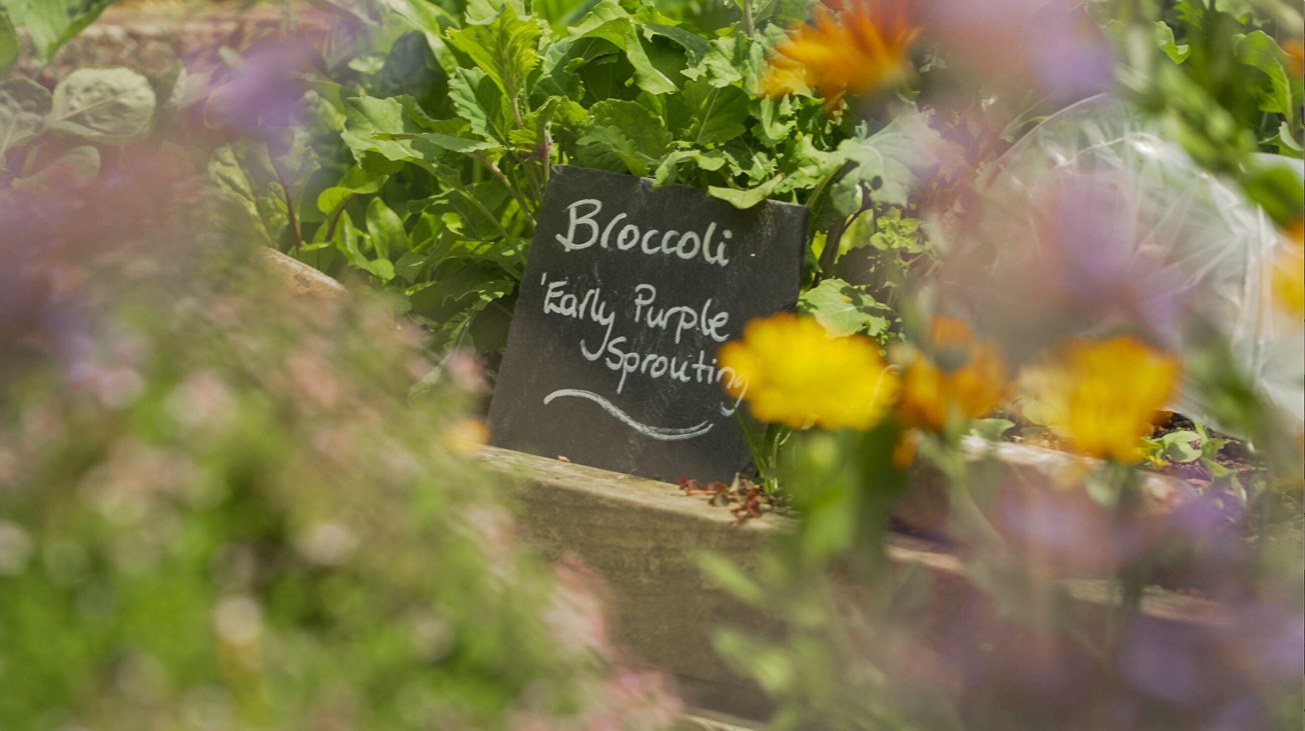 A garden bed with a sign indicating 'Broccoli Early Purple Sprouting'.