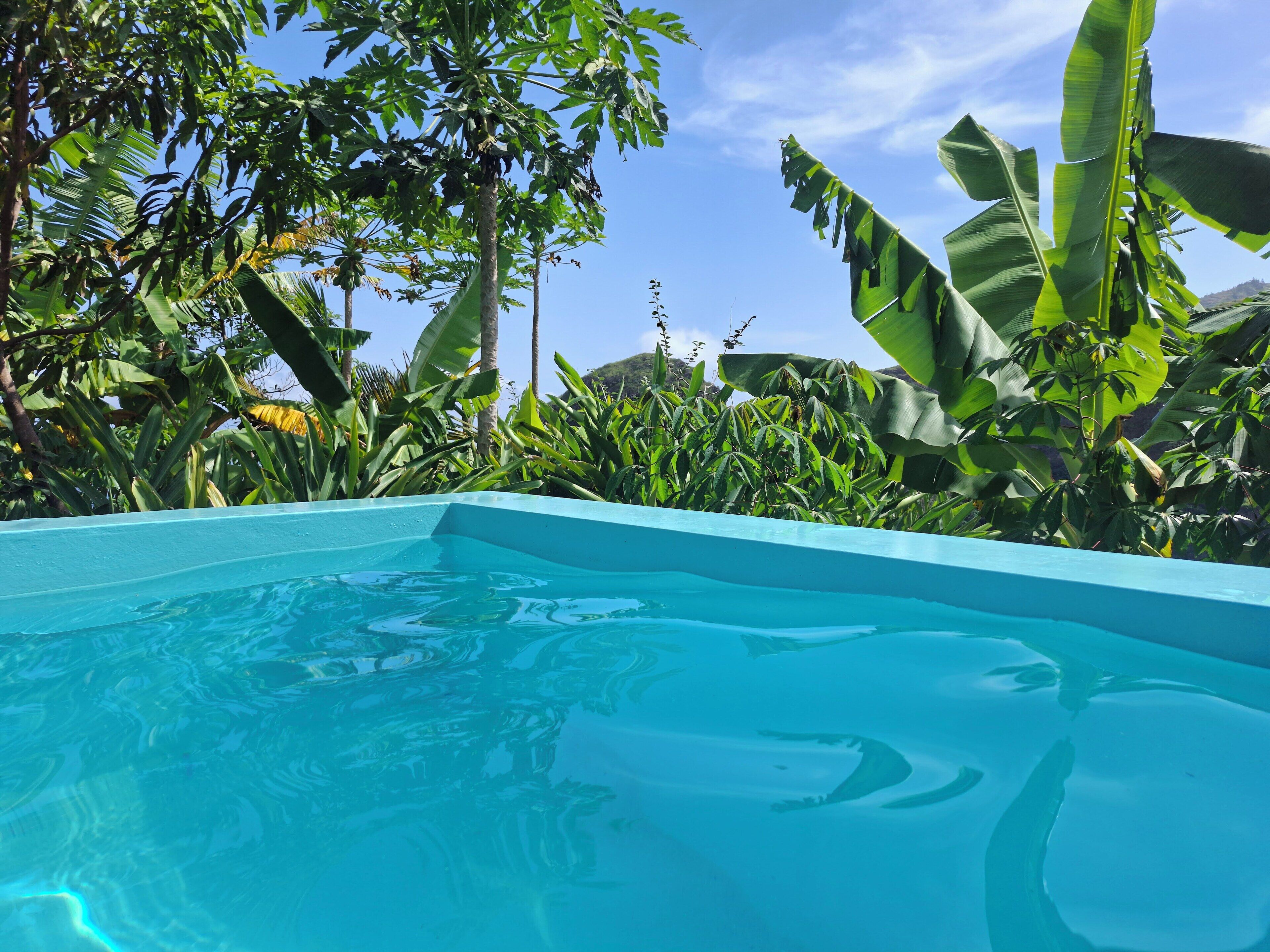 A swimming pool surrounded by lush tropical foliage.