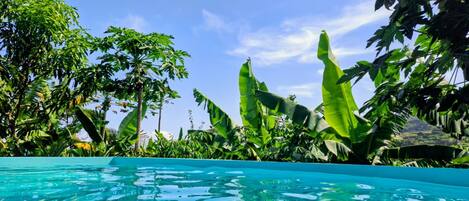 Krystalklart udsyn til en swimmingpool omgivet af frodig, tropisk vegetation.