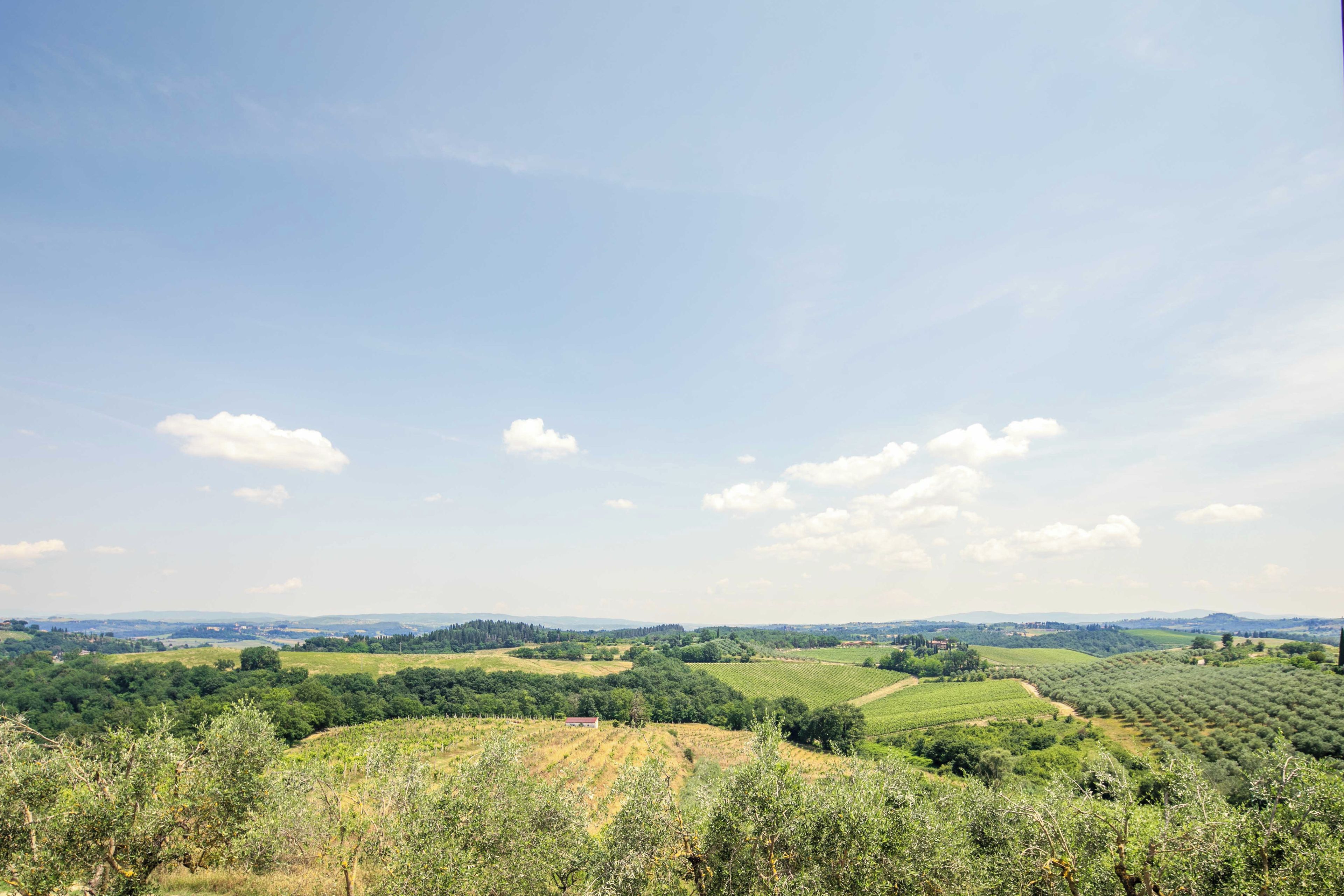 A vineyard landscape with rolling hills and a clear sky.