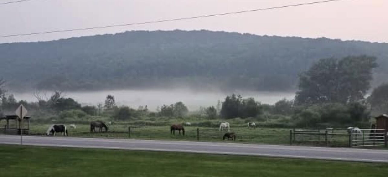Een landelijk landschap met een mistige achtergrond, een weg en verschillende paarden die grazen.