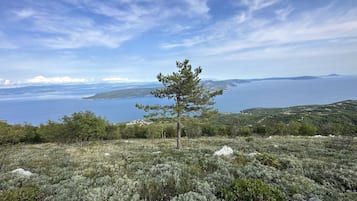A coastal landscape with a single pine tree in the foreground, a clear sky, and a view of the sea and distant landforms.
