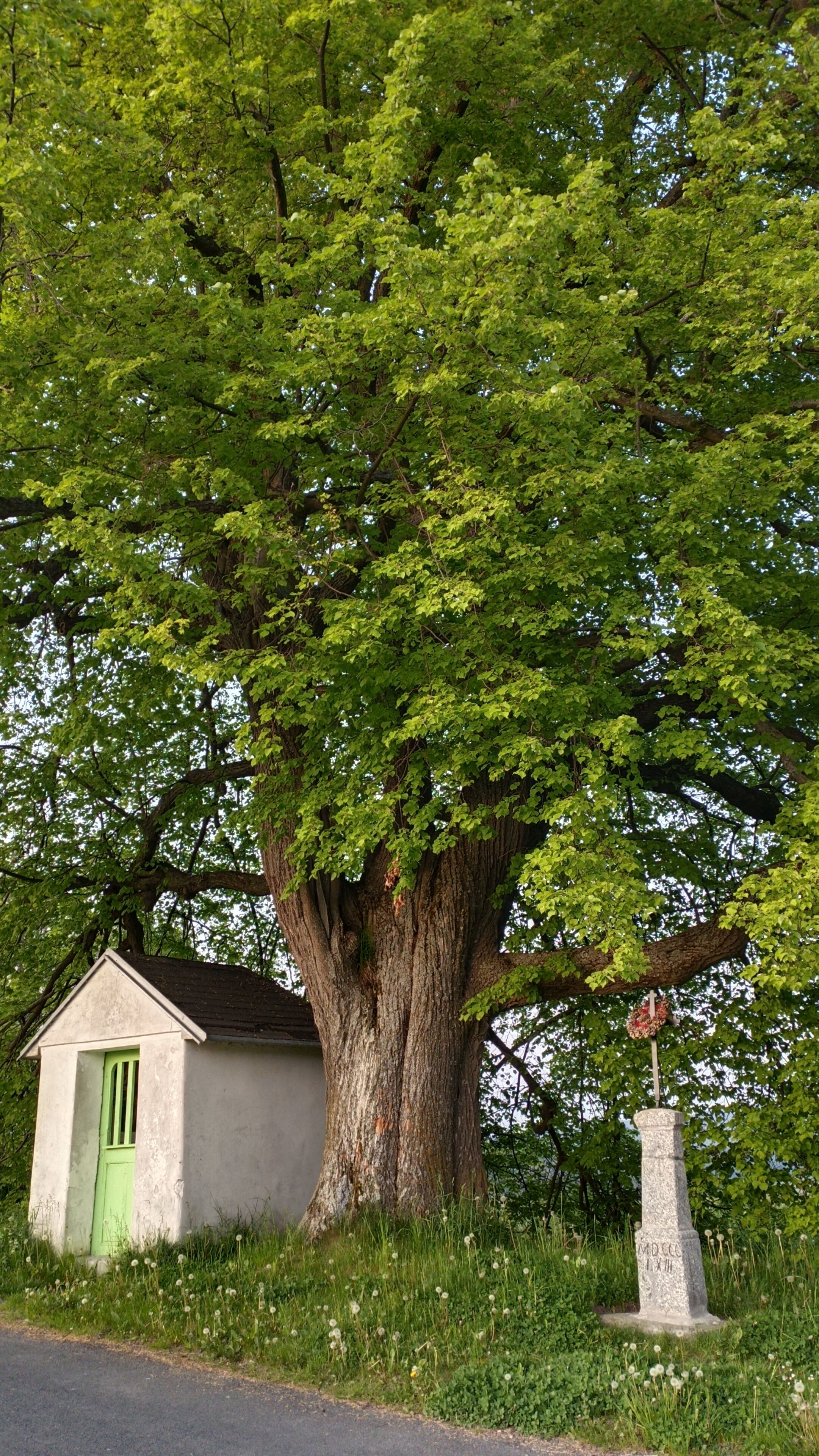 Ein großer Baum mit einem kleinen, weißen Gebäude, einer grünen Tür und einem Steinmonument mit Inschriften.