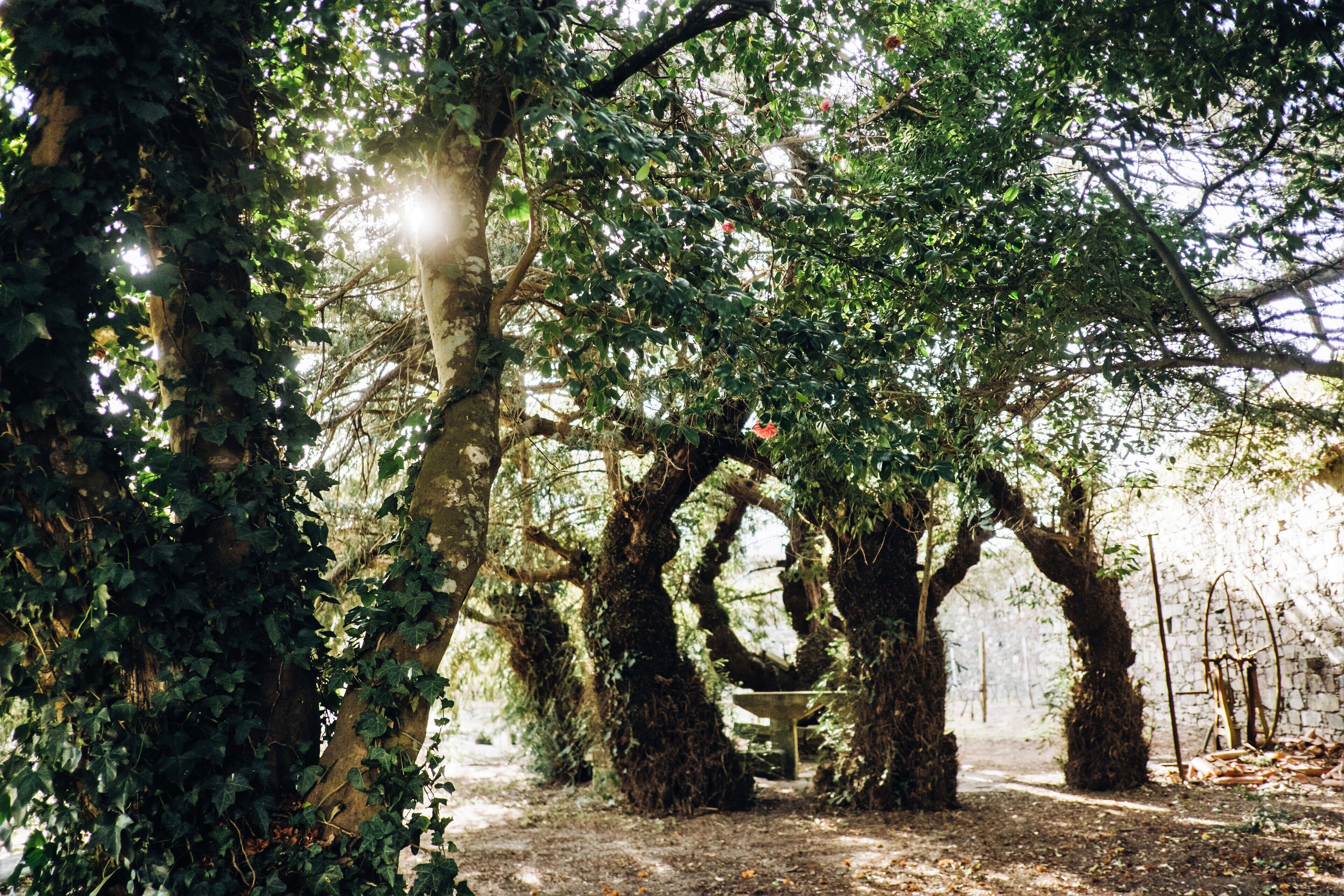 Une zone boisée avec de grands arbres et un banc.