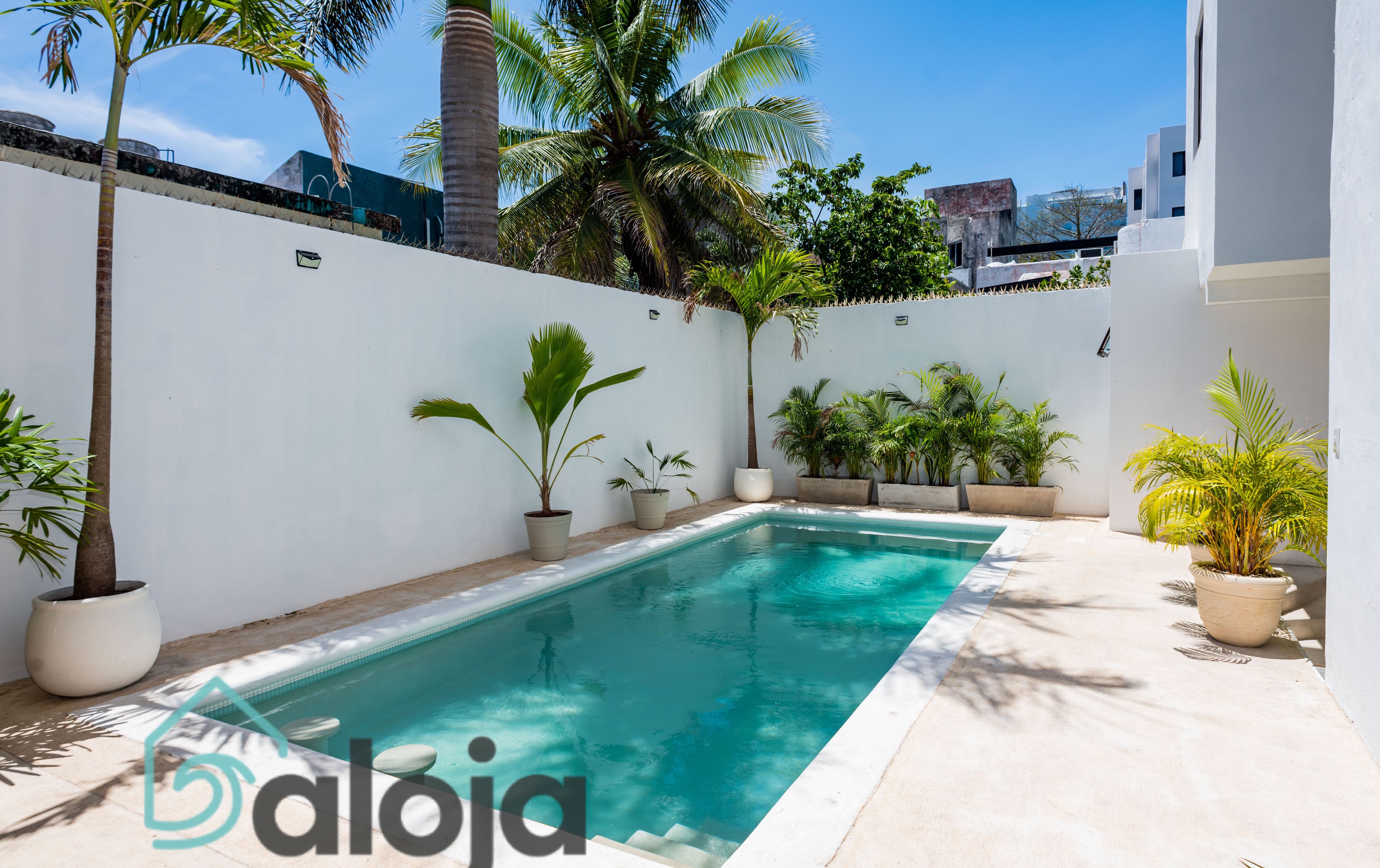 A swimming pool with potted plants and palm trees, surrounded by a white wall and a clear blue sky.