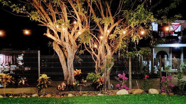 A tree with lights, a fence, and a building with columns in the background.