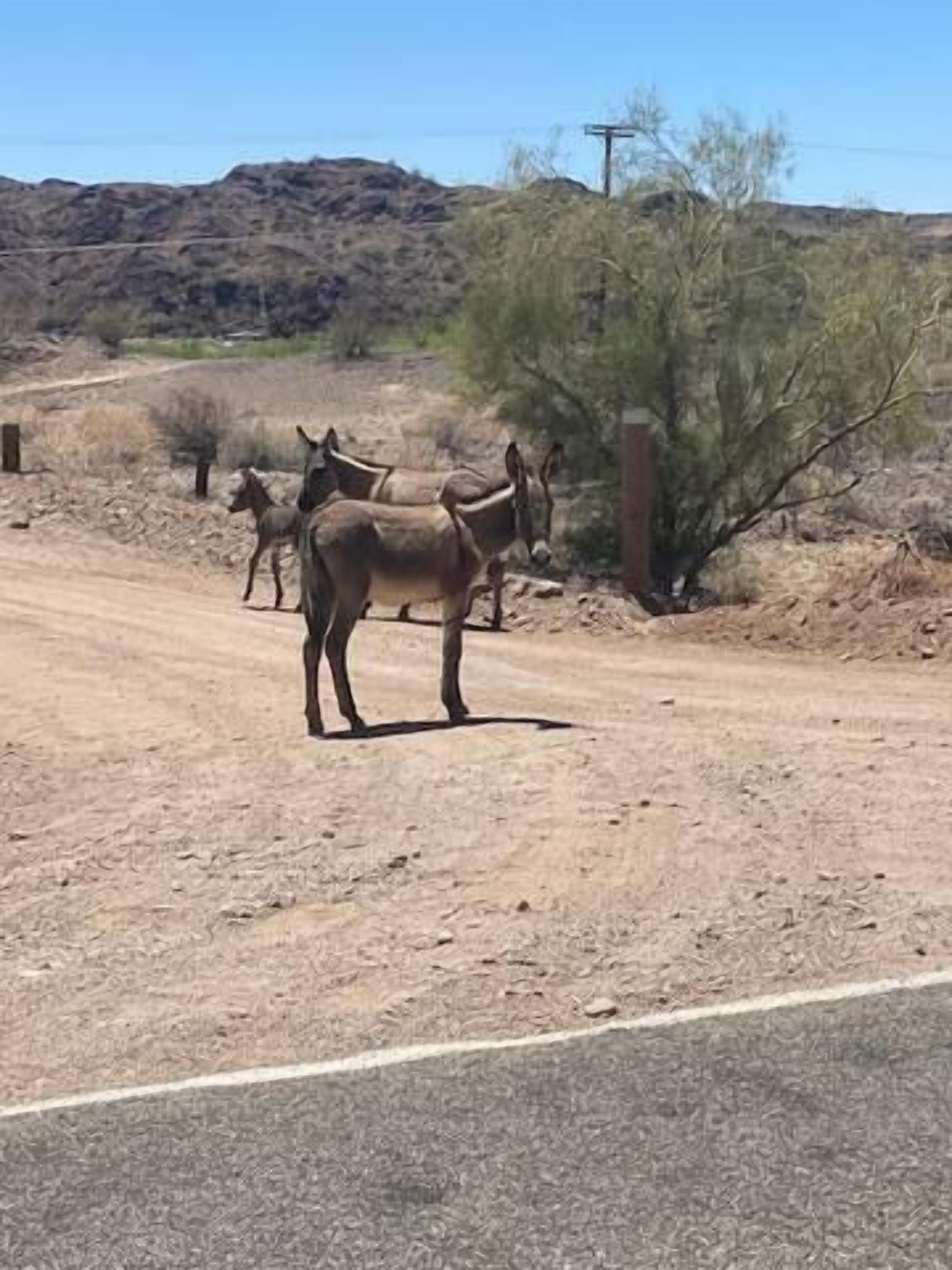 A dirt road with a donkey in the foreground and another in the background.