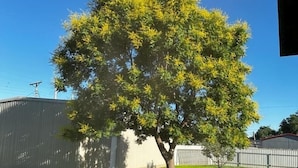 A tree in a backyard with a metal sculpture on the grass.
