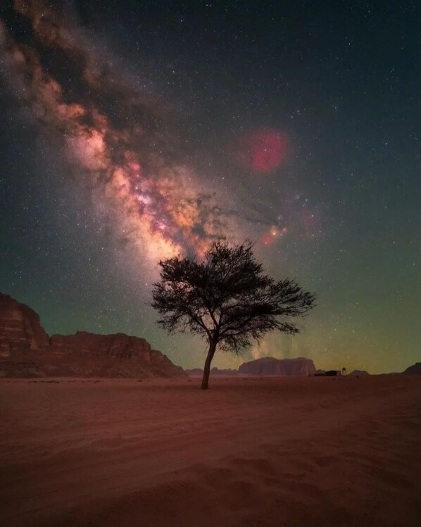 A desert landscape with a single tree under a starry night sky. - Albasha camp wadi rum (Wadi Rum)