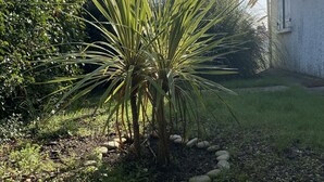 Un jardin avec une plante ressemblant à un palmier, un bâtiment blanc et un ciel dégagé.